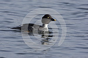 Goldeneye, Bucephala clangula