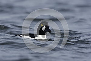 Goldeneye, Bucephala clangula
