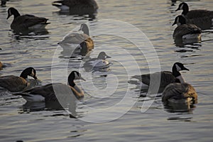 Goldeneye Among The Canada Geese