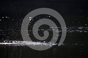 Goldeneye drake courtship display early in the morning