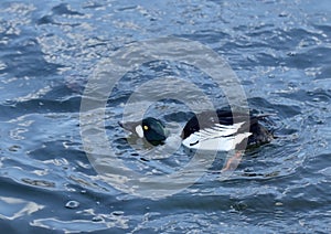 Goldeneye duck Bucephala clangula