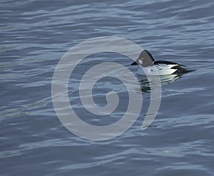 Goldeneye Find some Alone Time