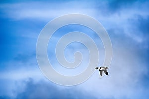 Goldeneye, male in breeding plumage in flight