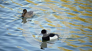 Goldeneye male and female at sunset