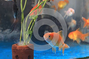 Goldenfish on aquarium