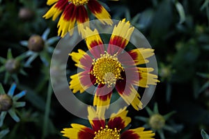 Goldenmane tickseed buds and blooms