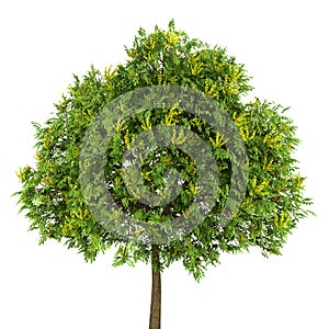 Goldenrain tree isolated on white