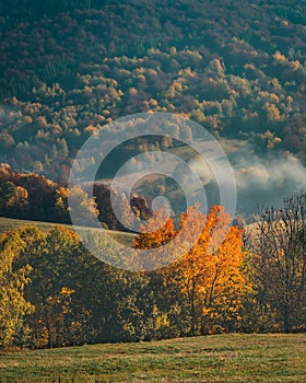 Goldenred tree with mountain forest in the background