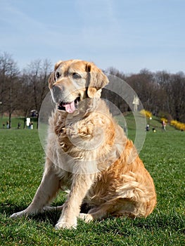 Goldenretriever on a walk in the park on a sunny day photo