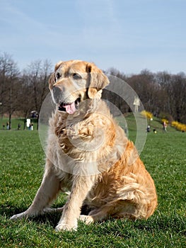 Goldenretriever on a walk in the park on a sunny day