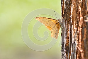 Goldenrod copper, orange butterfly on a tree with green background