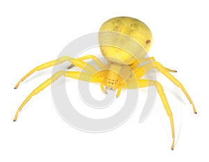 Goldenrod crab spider