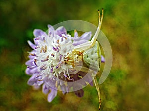 Goldenrod crab spider