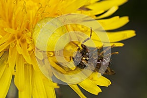 Goldenrod crab spider feasting on fly