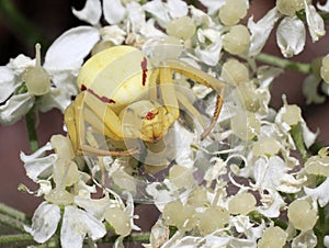 Goldenrod Crab Spider - Misumena vatia