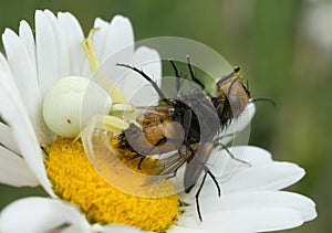 Goldenrod crab spider, Misumena vatia feeding on caught fly