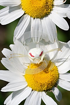 Goldenrod Crab Spider on Oxeye Daisy photo