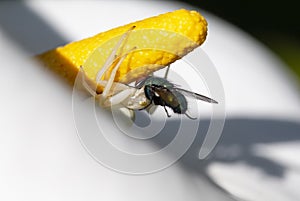 Goldenrod Crab white Spider, a perfect predator eating a Fly in a Calla Lily garden flower.