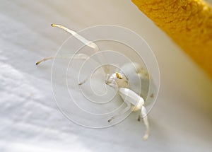 Goldenrod Crab white Spider, a perfect predator leaving in a Calla Lily garden flower.