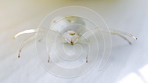 Goldenrod Crab white Spider, a perfect predator leaving in a Calla Lily garden flower.