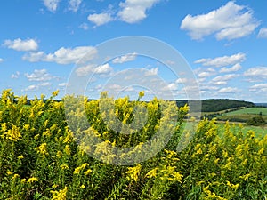 Goldenrod in field with blue sky Cortland County NYS photo