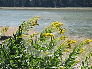 Goldenrod Flowers