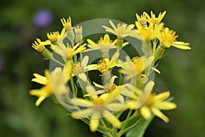 Goldenrod, or golden rod Solidago virgaurea is a perennial herbaceous plant from the Asteraceae family with a short woody rhizome