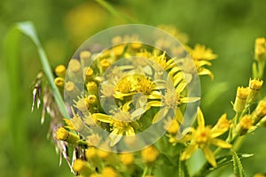 Goldenrod, or golden rod Solidago virgaurea is a perennial herbaceous plant from the Asteraceae family with a short woody rhizome