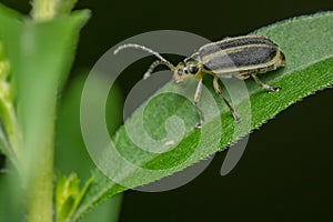 Goldenrod Leaf Beetle - Trirhabda canadensis