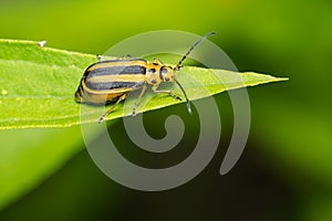 Goldenrod Leaf Beetle - Trirhabda canadensis