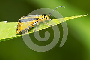 Goldenrod Leaf Beetle - Trirhabda canadensis