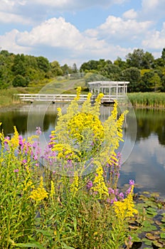 Goldenrod and Loosestrife blurred background Houston Pond Cornell