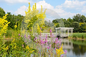 Goldenrod and Loosestrife closeup Houston Pond Cornell