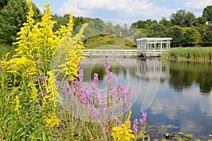 Goldenrod and Loosestrife in front of Houston Pond Cornell