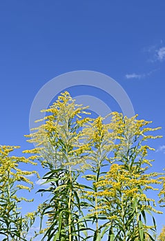 Goldenrod in a meadow against the blue sky