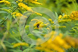 Goldenrod plant (Solidago canadensis) with bee photo