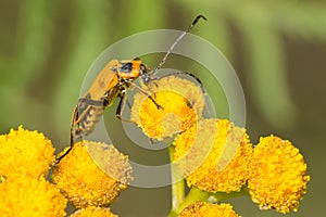 Goldenrod Soldier Beetle - Chauliognathus pensylvanicus