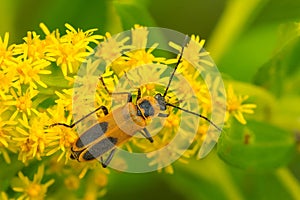 Goldenrod Soldier Beetle - Chauliognathus pensylvanicus