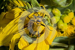 Goldenrod Soldier Beetle on yellow flower