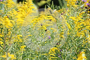 Goldenrod Solidago with Bee