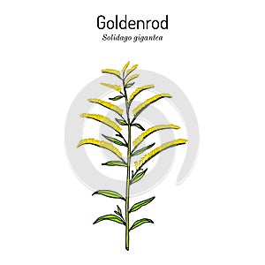 Goldenrod Solidago gigantea , medicinal plant