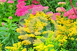 Goldenrod Solidago Hybride Laurin