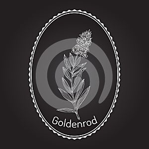 Goldenrod Solidago virgaurea , or Woundwort, medicinal plant