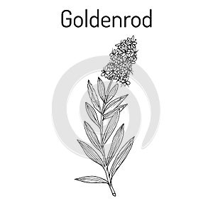 Goldenrod Solidago virgaurea , or Woundwort, medicinal plant