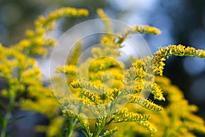 Goldenrod Stalks with Blue and Green Bokeh Background