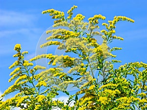 Goldenrod, summer, wildflowers, yellow flowers