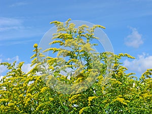 Goldenrod, summer, wildflowers, yellow flowers