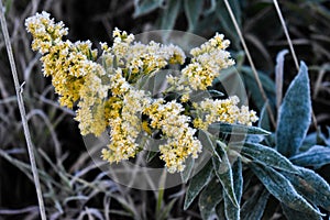 Goldenrod Wildflower Covered in Frost