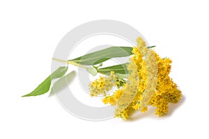 Goldenrod (Solidago gigantea) photo