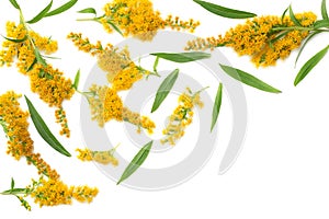 Goldenrods Solidago gigantea flowers isolated on white background. top view